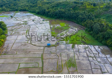 Aerial drone image of Beautiful Paddy village rice farm view at Kota Belud, Sabah, Borneo