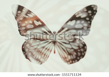 blurred abstract butterfly. double exposure. 