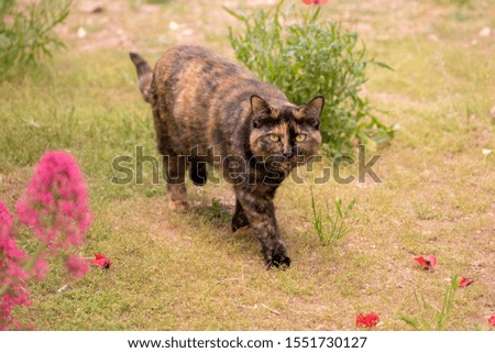 Cat is running on a meadow. Walking among the flowers