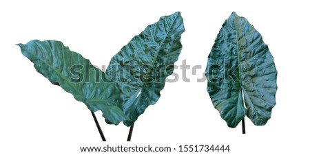 various kinds, collections Large heart shaped green leaves of Elephant ear or taro leaf (Colocasia species) the tropical foliage plant isolated on white background, clipping path included,