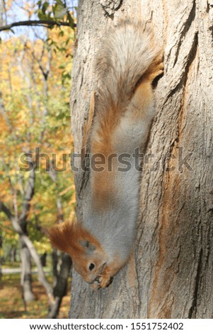 
in a city park, a squirrel sits on a tree and eats a nut