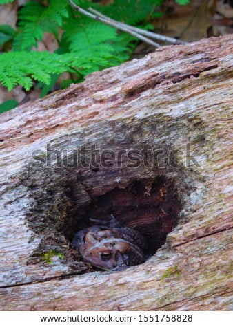 Frog Toad Inside Hole in Rotten Log 