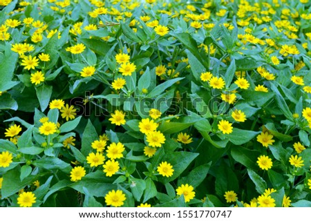 wild plants with beautiful yellow flowers