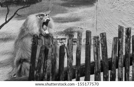 A hairy baboon opens his mouth for a big yawn