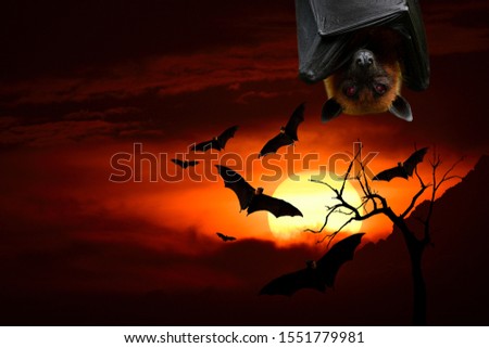 Horror in Halloween night with flying bats and scary head over sunset silhouette