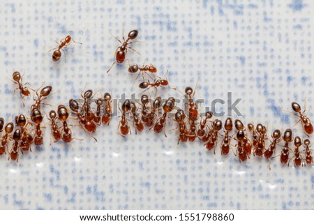 Group of Small Red Tropical Fire ants running and fighting for a piece of food