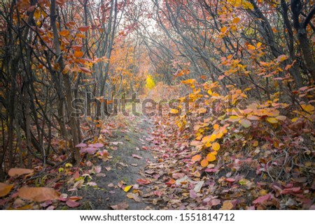 Narrow path folded by foliage. Many shrubs and trees of the park reserve. Beautiful forest landscape.Dense thickets of young trees in the autumn forest.