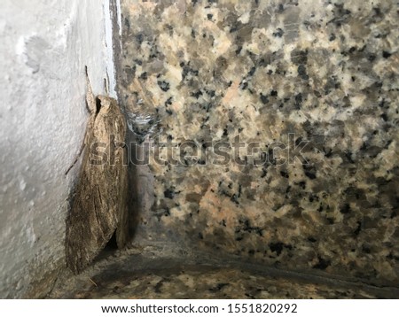 Natural survival concept with large moth on wall camouflaged with wall next to it with blank space for runaround or wraparound text 