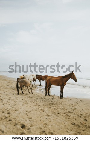 Horse by the beach in Pantai Dalit Tuaran, Sabah