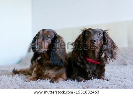 Two dachshunds lying in bed and looking up