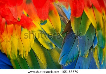 Scarlet Macaw feathers, colorful background texture Royalty-Free Stock Photo #155183870