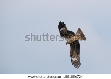 Black-eared kite in flight, migratory bird during winter from north to south, picture taken in Thailand