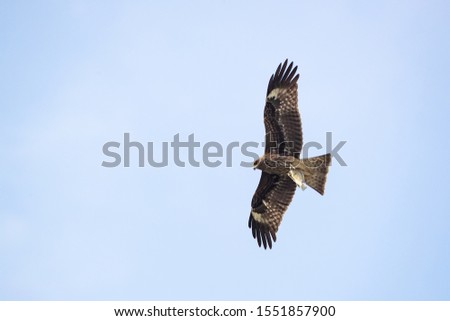 Black-eared kite in flight with fish in its talon, migratory bird during winter from north to south, picture taken in Thailand