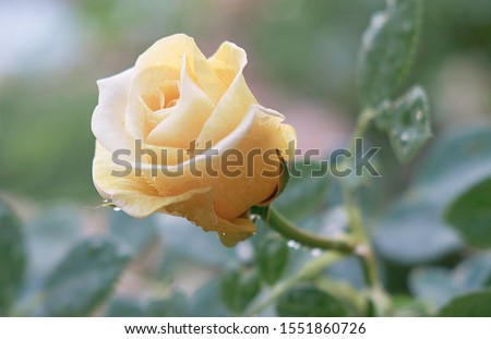 Yellow flower rose flowering in roses garden. Nature.