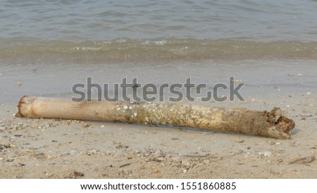 bamboo stems by the beach