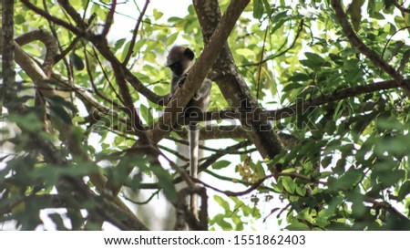 Wild monkey in Sri lanka Asia