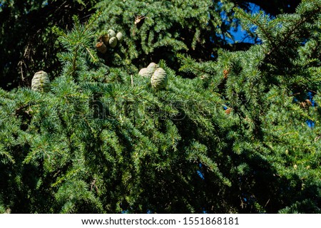 Cedrus Atlantica Glauca or Blue Atlas Cedar. Large green fresh cones on branches cedar Atlas. Selective focus. Landscape Park Paradise in Crimea. Sanatorium Aivazovsky. Alushta, Russia, September.