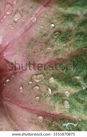 Close​ up​ and​ selective​ ​focus​ textured​ and​ water drops on Caladium big leaf (Florida sweet heart) Green​ and pink with nature pattern of leaf. 
