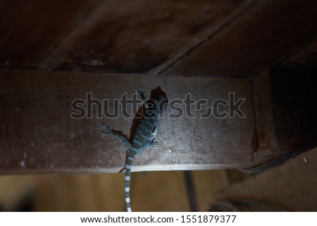 Gecko hangs on bar of house with light
