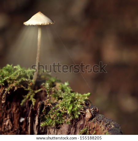 small poisonous mushrooms unusual