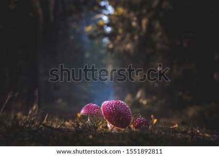 Low angle picture of mushrooms on blurry background with surrounding fall colors