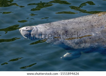 Manatee in the Gulf of Mexico