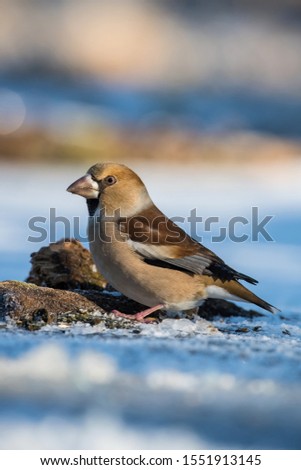The Hawfinch, Coccothraustes coccothraustes is sitting on the branch on the frozen lake, colorful backgound, snowy picture in the winter
