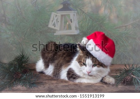 Cat with Santa hat on the Christmas card	