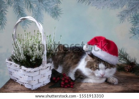 Cat with Santa hat on the Christmas card	