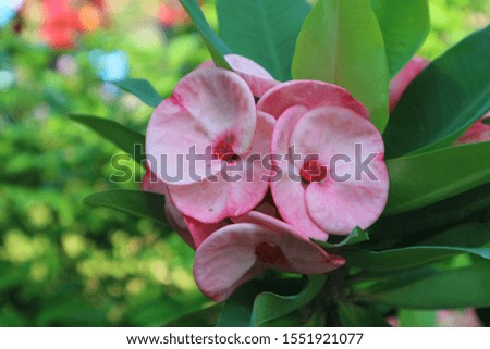 Beautiful blooming pink crown of thorns flower or Euphorbia milii with green leaves on  blurred background, selective focus.