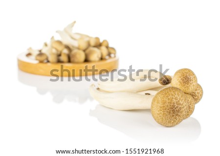 Lot of whole fresh brown buna shimeji mushroom four are in the front and the rest is on bamboo coaster isolated on white background