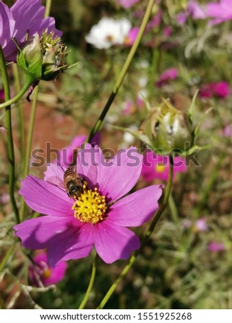 Close up photo of cosmos flower and bee.