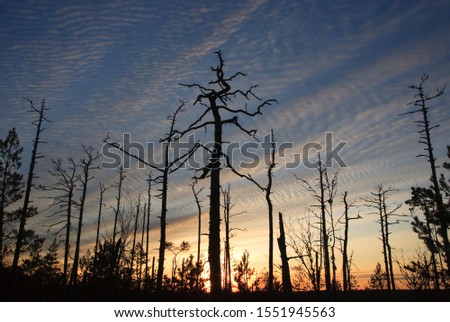 Silhouettes of old dead pine trees  against the textured cloud sunset colored sky in Luitemaa, Pärnu Estonia