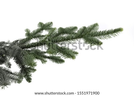 side view of a pine Christmas tree branch isolated on white