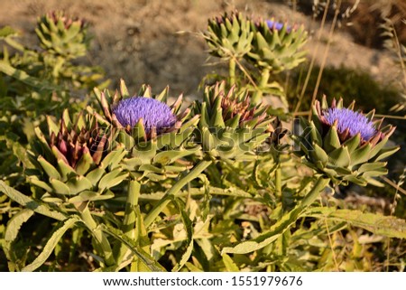 Bush plant of blooming purple flowers of artichoke in a garden in Malta;