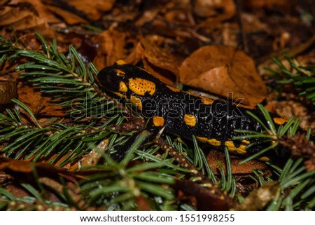 Rare Spotted salamander in rainy dark forest.