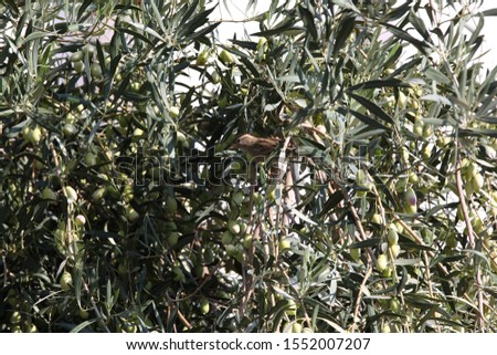 A beautiful bird on an olive tree between the branches.Olive garden with green berries in natural habitat