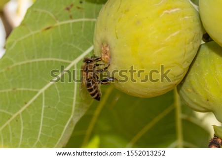 Bee Drinks nectar from a fig