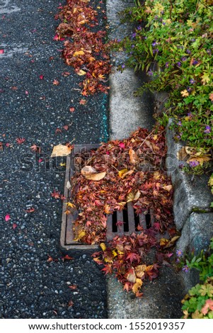 Flooding threat, fall leaves clogging a storm drain on a wet day, street and curb
