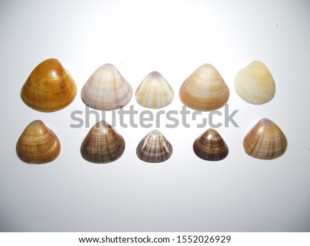 shells. sea. 
White background.  
Brown. 
diversity