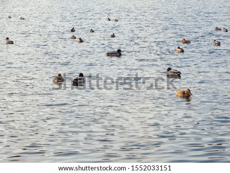 Mallards (dabbing ducks) swimming in water. Birds in the wild nature.