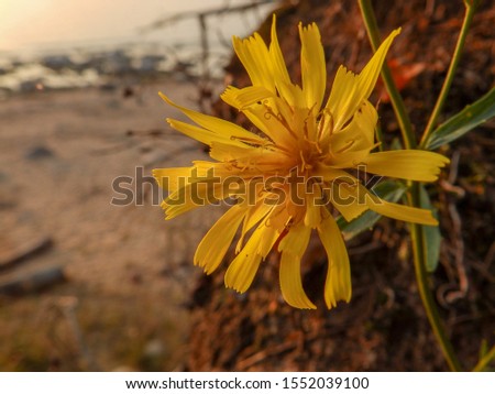 abstract picture with blurry flower against sun and sea