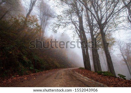 Forest in autumn morning mist - Image