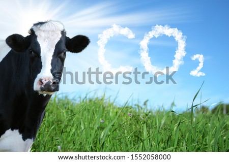 Cows breeding and CO2 emission Royalty-Free Stock Photo #1552058000