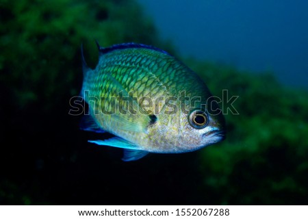 under water sea fish photo