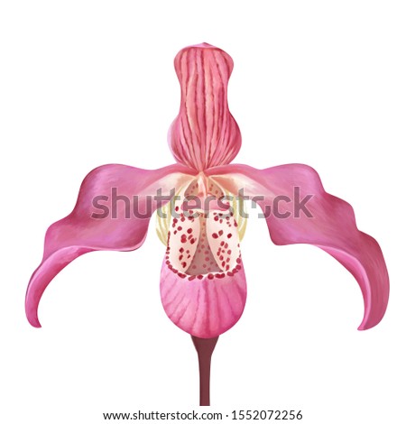 Anguloa- сradle of Venus. Bright drawn exotic pink flower on white isolated