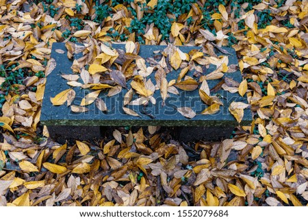 Dead magnolia leaves on garden patio, stone and wood bench, wet day
