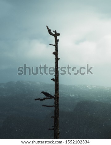 crow sitting on dead tree in the mountains Royalty-Free Stock Photo #1552102334