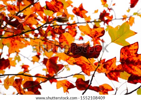 Autumn background with fall maple tree leaves.