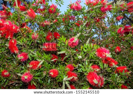 Grevillea banksii, known by various common names including red silky oak, dwarf silky oak, Banks' grevillea, Byfield waratah and, in Hawaii, Kahili flower or Kahili tree. 